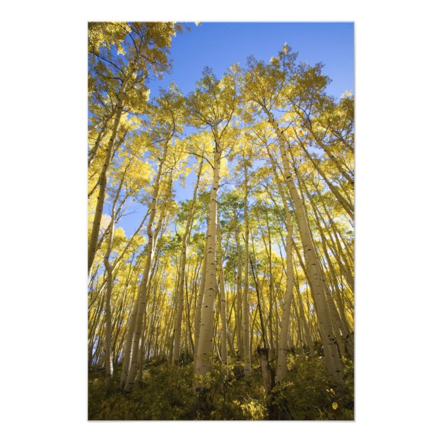 USA, Colorado, Herbstaspenden entlang der letzten Fotodruck (Vorne)