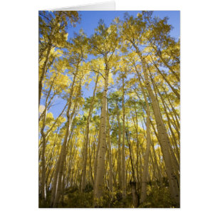USA, Colorado, Herbstaspens entlang der Last