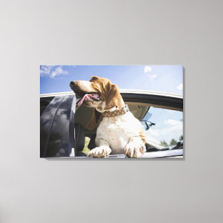 USA, Colorado, Hund, der durch das Autofenster sch Leinwanddruck