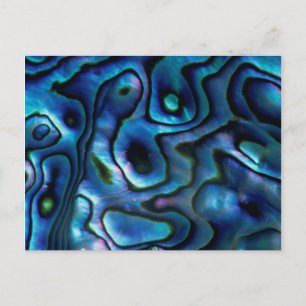 USA, Colorado, Lafayette. Abalone-Muschel Postkarte