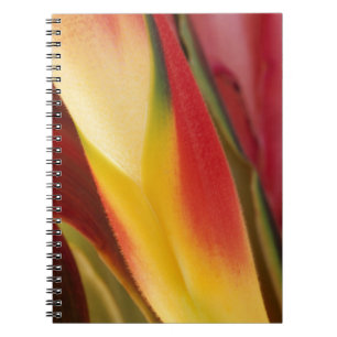 USA, Colorado, Lafayette, Heliconia nah-up Notizblock