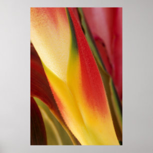 USA, Colorado, Lafayette, Heliconia nah-up Poster