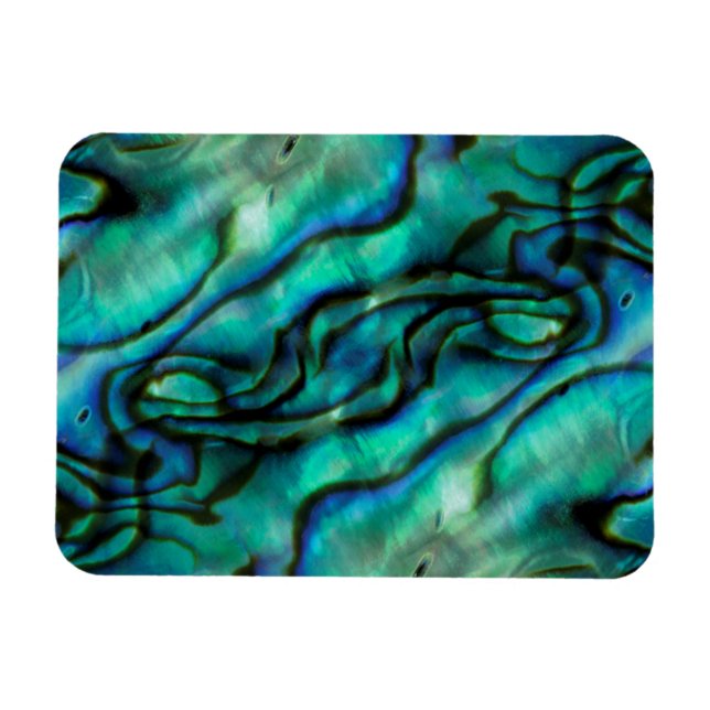 USA, Colorado, Lafayette. Muschel Abalone Magnet (Horizontal)