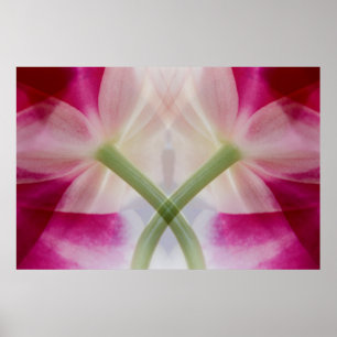 USA, Colorado, Lafayette. Orchid-Montage Poster