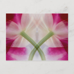 USA, Colorado, Lafayette. Orchideenmontage Postkarte
