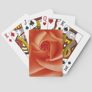 USA, Colorado, Lafayette. Peach rose close-up Spielkarten