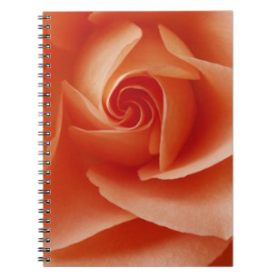 USA, Colorado, Lafayette. Rose nah Notizblock