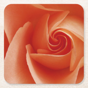 USA, Colorado, Lafayette. Rose nah Rechteckiger Pappuntersetzer