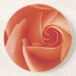 USA, Colorado, Lafayette. Rose nah Sandstein Untersetzer