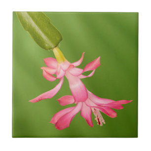 USA, Colorado, Lafayette. Weihnachtskaktus Fliese