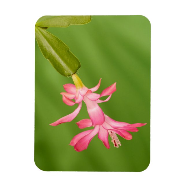 USA, Colorado, Lafayette. Weihnachtskaktus Magnet (Vertikal)