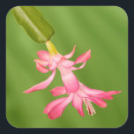 USA, Colorado, Lafayette. Weihnachtskaktus Quadratischer Aufkleber<br><div class="desc">USA,  Colorado,  Lafayette. Weihnachtskaktus Blume nah-up. Anerkennung als Marie Bush/Jaynes Gallery / DanitaDelimont.com | Jaynes Gallery / DanitaDelimont.com</div>