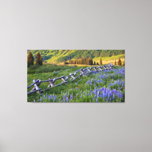 USA, Colorado Lupinen und Eisenbahnzaun Leinwanddruck (Vorderseite)