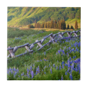 USA, Colorado. Lupinen und Holzzaun Fliese