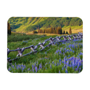 USA, Colorado. Lupinen und Holzzaun Magnet