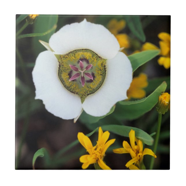 USA, Colorado. Mariposa Fliese (Vorderseite)