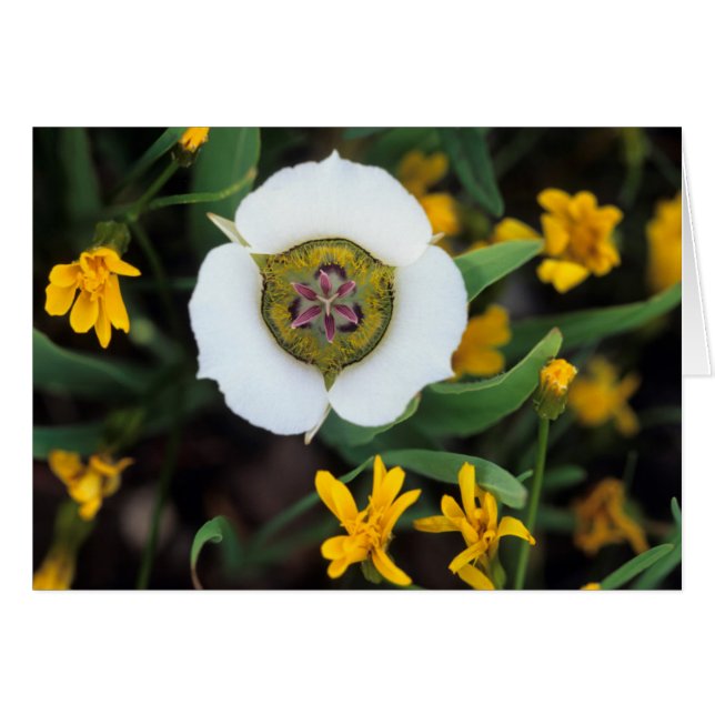 USA, Colorado Mariposa tulip (Vorderseite (Horizontal))