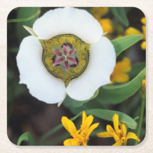 USA, Colorado. Mariposa-Tulpe Rechteckiger Pappuntersetzer