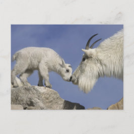 USA, Colorado, Mount Evans. Bergziegmutter Postkarte