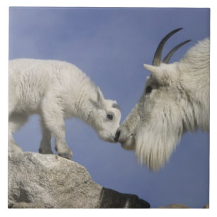 USA, Colorado, Mount Evans. Mutter einer Schneezie Fliese