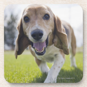USA, Colorado, neugieriger Hund, der in Richtung Untersetzer