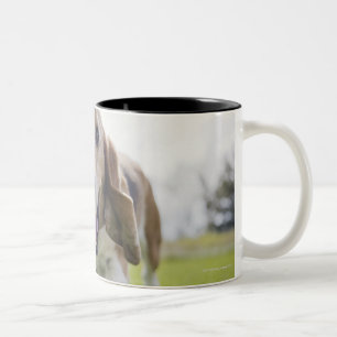 USA, Colorado, neugieriger Hund, der in Richtung Zweifarbige Tasse