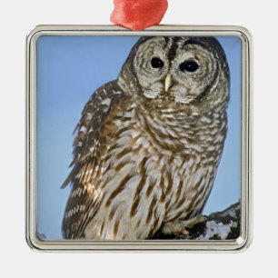 USA, Colorado. Porträt einer auf einem schneebedec Silbernes Ornament
