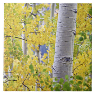 USA, Colorado, Rocky Mountains. Intime Espen 2 Fliese