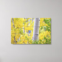 USA, Colorado, Rocky Mountains. Intimes Aspen 2