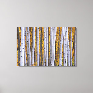 USA, Colorado, Rocky Mountains. Intimität Leinwanddruck