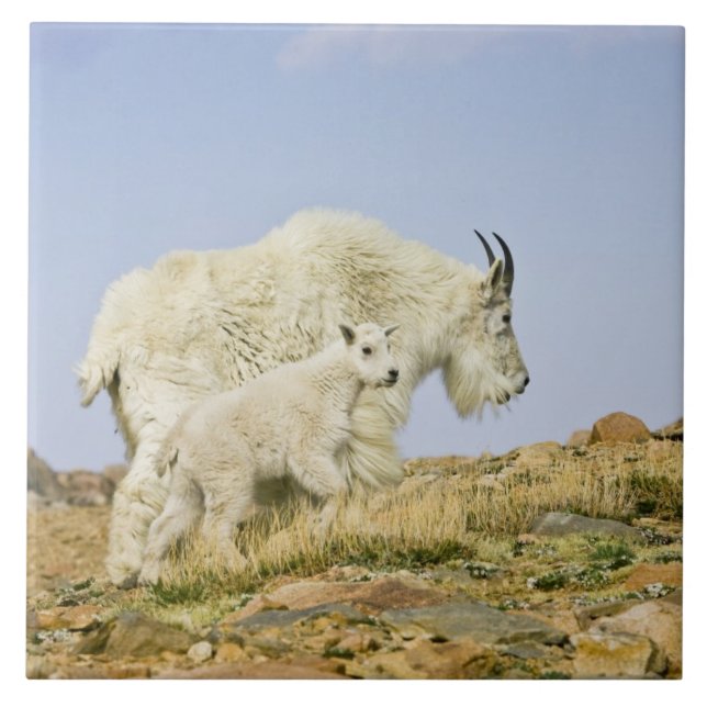 USA, Colorado, Rocky Mountains, Mount Evans, Fliese (Vorderseite)