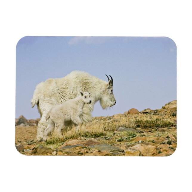 USA, Colorado, Rocky Mountains, Mount Evans, Magnet (Horizontal)