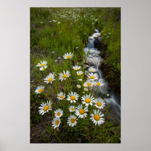 USA, Colorado, San Juan Mountains. Daisies Poster