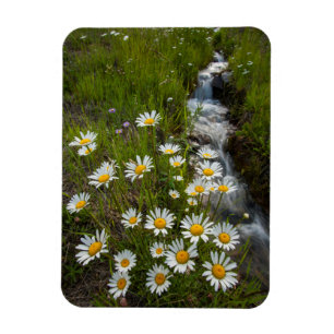 USA, Colorado, San Juan Mountains. Gänseblümchen Magnet