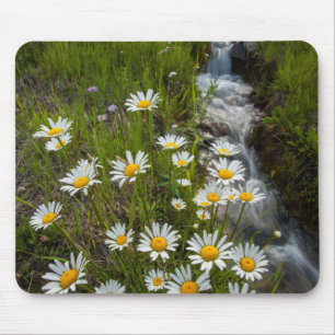 USA, Colorado, San Juan Mountains. Gänseblümchen Mousepad