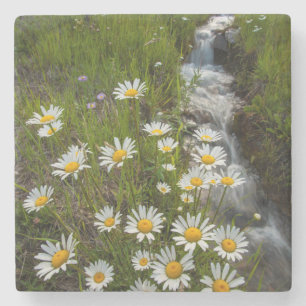USA, Colorado, San Juan Mountains. Gänseblümchen Steinuntersetzer