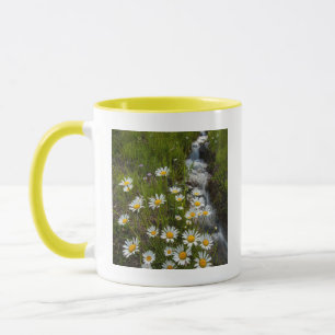 USA, Colorado, San Juan Mountains. Gänseblümchen Tasse