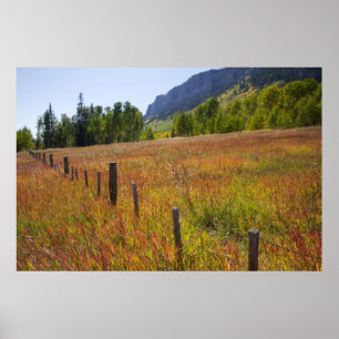 USA, Colorado, San Juan National Forest, entlang Poster