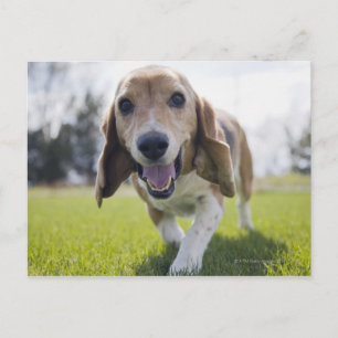 USA, Colorado, seltsamer Hund, der in Richtung Postkarte