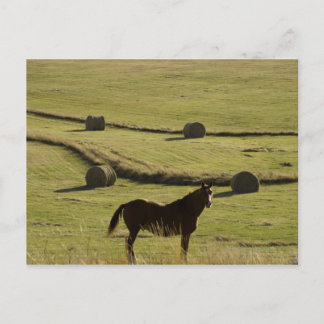 USA, Colorado, Steamboat Springs, Heurollen und Postkarte