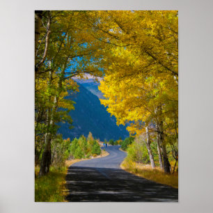 USA, Colorado. Straße flankiert von Espen Poster