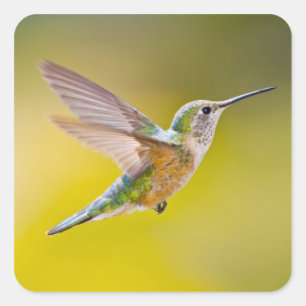 USA, Colorado, Summit County, Heeney. Quadratischer Aufkleber