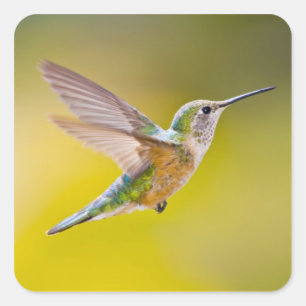 USA, Colorado, Summit Landkreis, Heeney. Seitenans Quadratischer Aufkleber