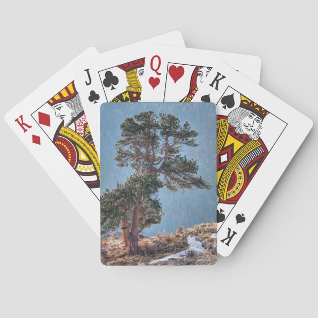 USA, Colorado, Tree in Estes Park Spielkarten (Rückseite)