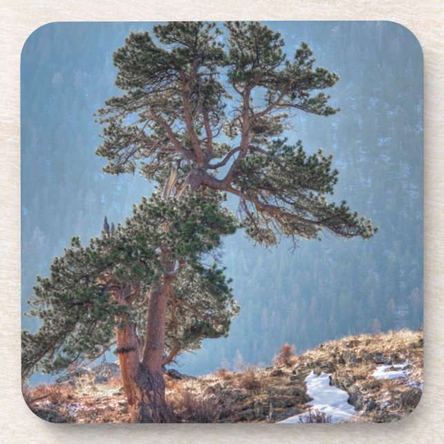 USA, Colorado, Tree in Estes Park Untersetzer (Vorderseite)