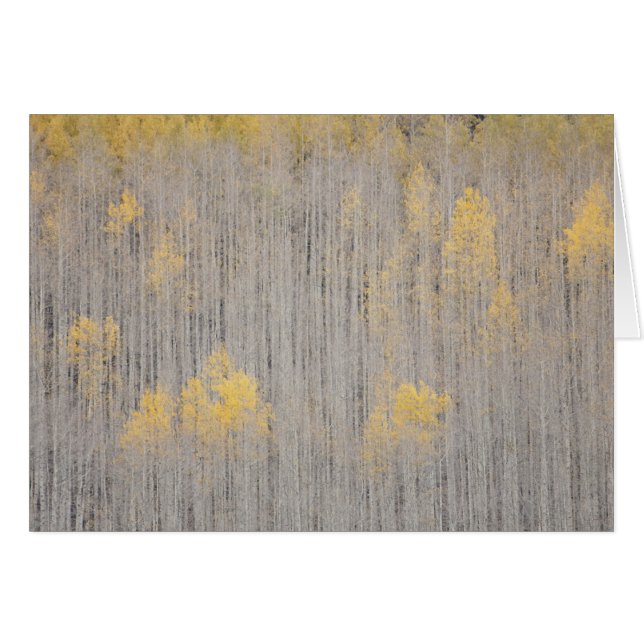 USA, Colorado, White River National Forest. (Vorderseite (Horizontal))