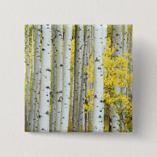 USA, Colorado, White River National Forest, Button
