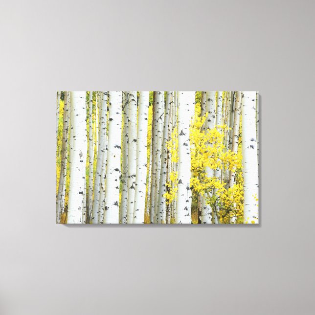 USA, Colorado, White River National Forest, Leinwanddruck (Vorderseite)