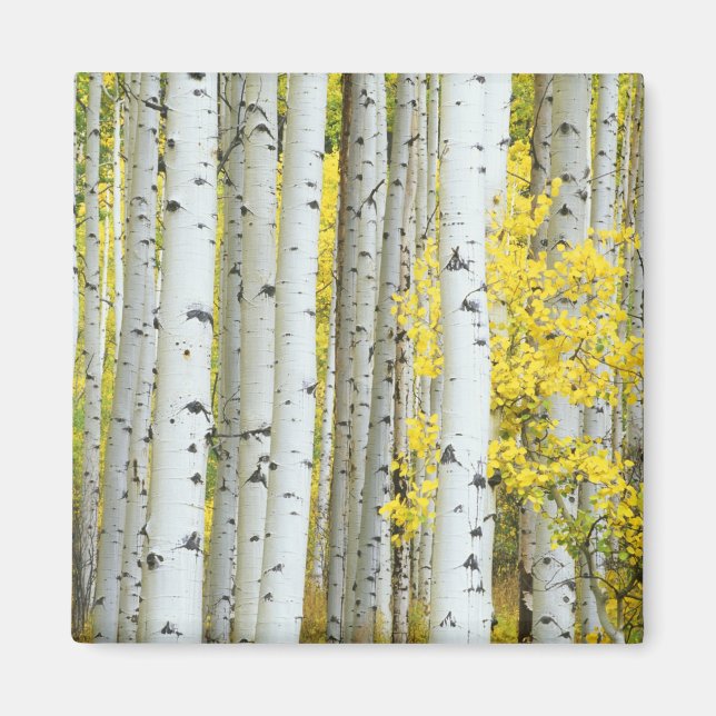 USA, Colorado, White River National Forest, Magnet (Vorne)