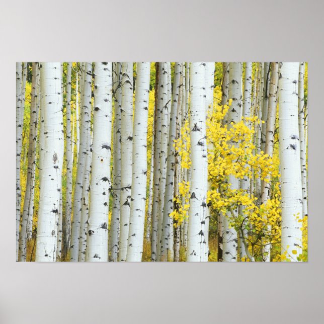 USA, Colorado, White River National Forest, Poster (Vorne)